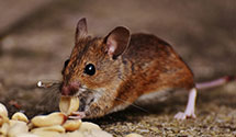 24 Hour & Emergency Exterminators in Shelbyville, KY